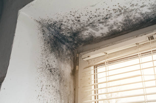 Affordable Mold Removal solutions in Lottsburg, VA